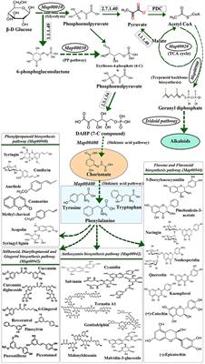 Stress-Mediated cis-Element Transcription Factor Interactions Interconnecting Primary and Specialized Metabolism in planta